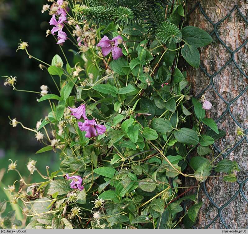 Clematis ×diversifolia