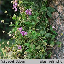 Clematis ×diversifolia