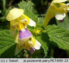 Galeopsis speciosa