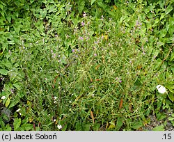 Galeopsis angustifolia (poziewnik wąskolistny)