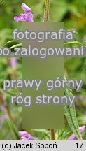 Galeopsis angustifolia (poziewnik wąskolistny)