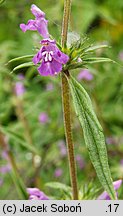 Galeopsis angustifolia (poziewnik wąskolistny)