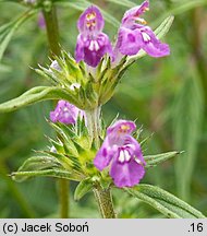 Galeopsis angustifolia (poziewnik wąskolistny)