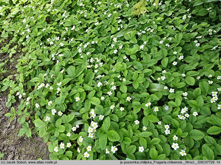 Fragaria chiloensis (poziomka czilijska)