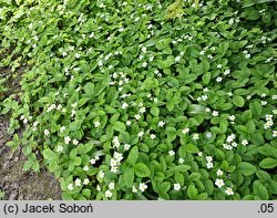 Fragaria chiloensis (poziomka czilijska)