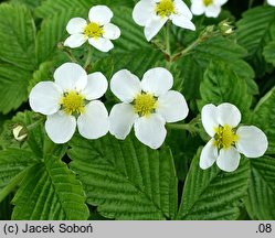 Fragaria chiloensis (poziomka czilijska)