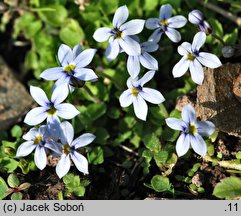 Pratia pedunculata