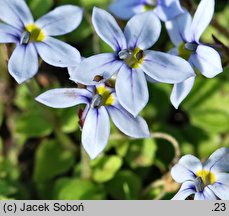 Pratia pedunculata