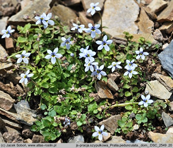 Pratia pedunculata