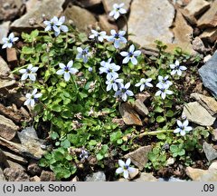 Pratia pedunculata