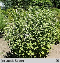 Althaea officinalis (prawoślaz lekarski)