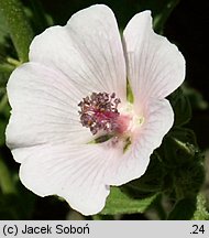 Althaea officinalis (prawoślaz lekarski)