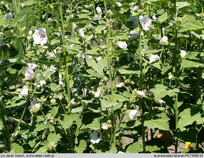 Althaea officinalis (prawoślaz lekarski)