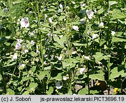 Althaea officinalis (prawoślaz lekarski)