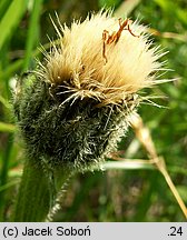 Hypochaeris uniflora (prosienicznik jednogłówkowy)
