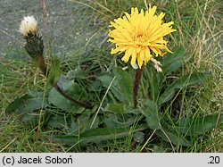 Hypochoeris uniflora (prosienicznik jednogłówkowy)