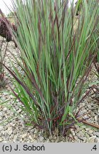 Panicum virgatum Nosferatu
