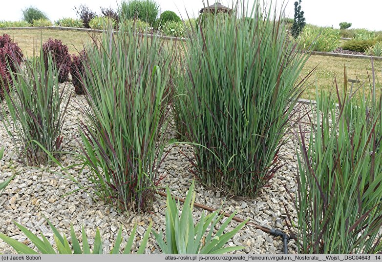 Panicum virgatum Nosferatu