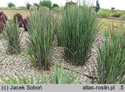 Panicum virgatum Nosferatu