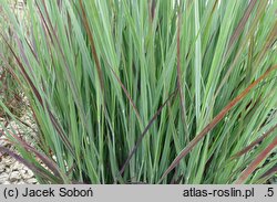 Panicum virgatum Nosferatu
