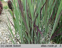 Panicum virgatum Nosferatu