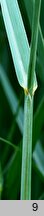 Panicum virgatum Prairie Sky