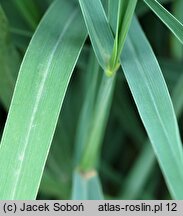 Panicum virgatum Prairie Sky