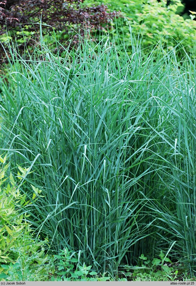 Panicum virgatum Prairie Sky