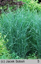 Panicum virgatum Prairie Sky