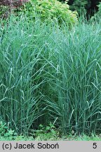 Panicum virgatum Prairie Sky