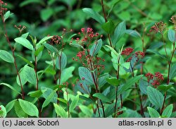 Ceanothus ×pallidus (prusznik blady)