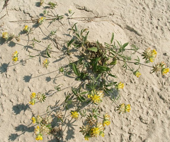 Anthyllis vulneraria ssp. maritima