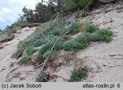 Anthyllis vulneraria ssp. maritima (przelot pospolity nadmorski)