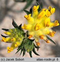 Anthyllis vulneraria ssp. maritima (przelot pospolity nadmorski)