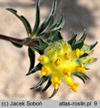 Anthyllis vulneraria ssp. maritima (przelot pospolity nadmorski)