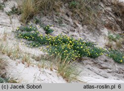 Anthyllis vulneraria ssp. maritima (przelot pospolity nadmorski)