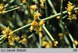 Ephedra americana (przęśl amerykańska)