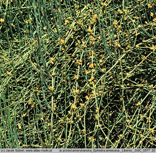 Ephedra americana (przęśl amerykańska)