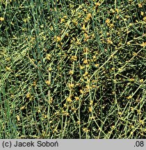 Ephedra americana (przęśl amerykańska)