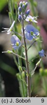 Veronica gentianoides (przetacznik goryczkowy)