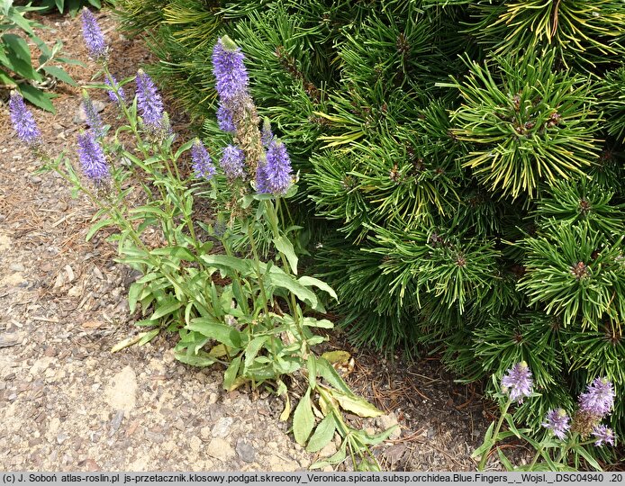 Veronica spicata ssp. orchidea Blue Fingers
