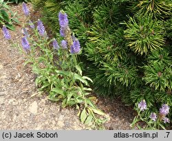 Veronica spicata ssp. orchidea Blue Fingers