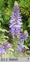 Veronica spicata ssp. orchidea Blue Fingers