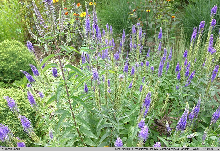 Veronica spicata Christa