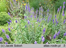 Veronica spicata Christa