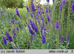 Veronica spicata Christa