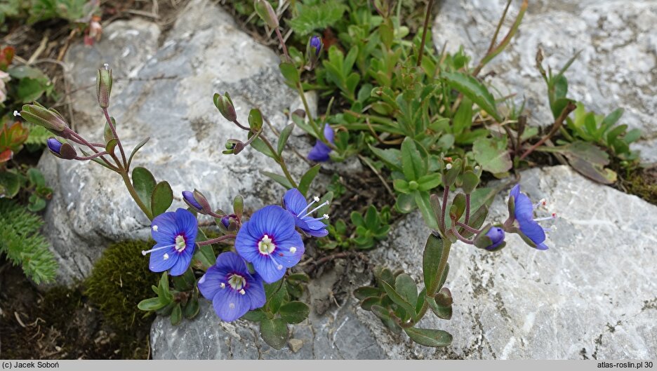 Veronica fruticans (przetacznik krzewinkowy)