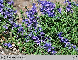 Veronica prostrata (przetacznik rozesłany)