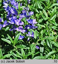 Veronica prostrata (przetacznik rozesłany)