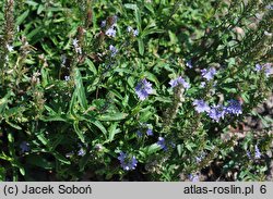 Veronica prostrata (przetacznik rozesłany)